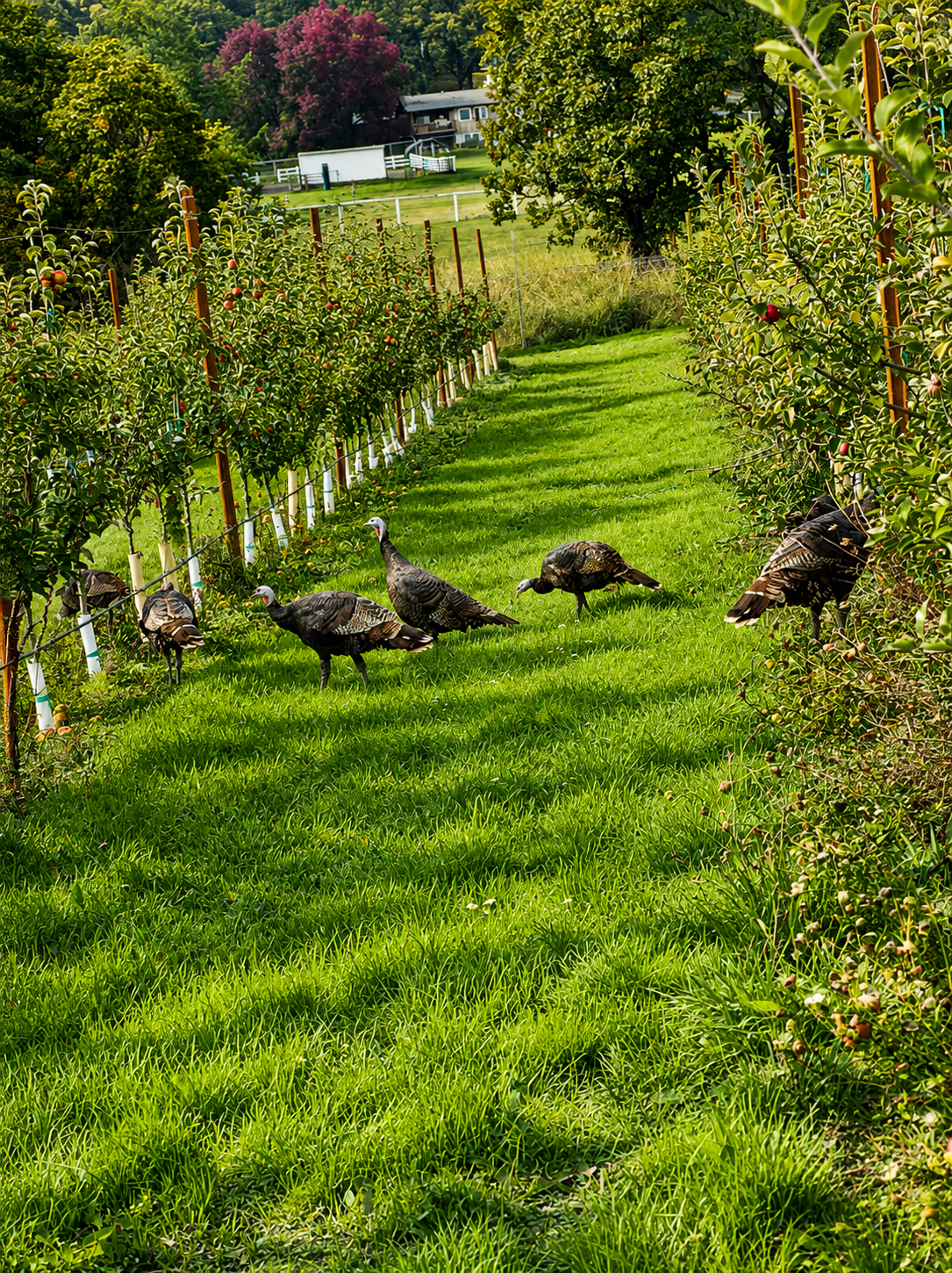 Turkeys roaming the orchard in Oregon