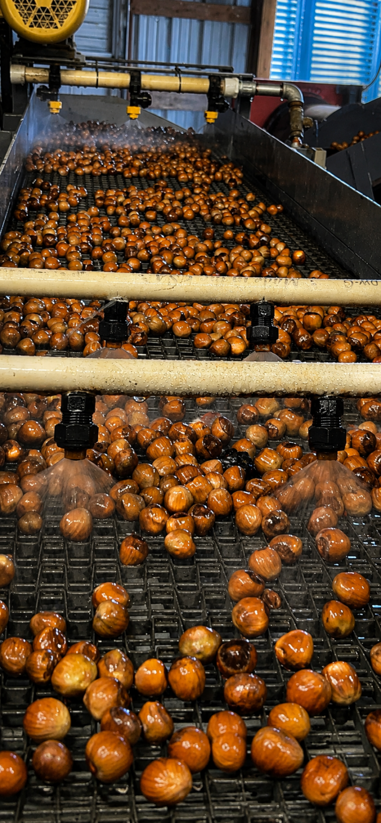 Hazelnut wash line in Oregon