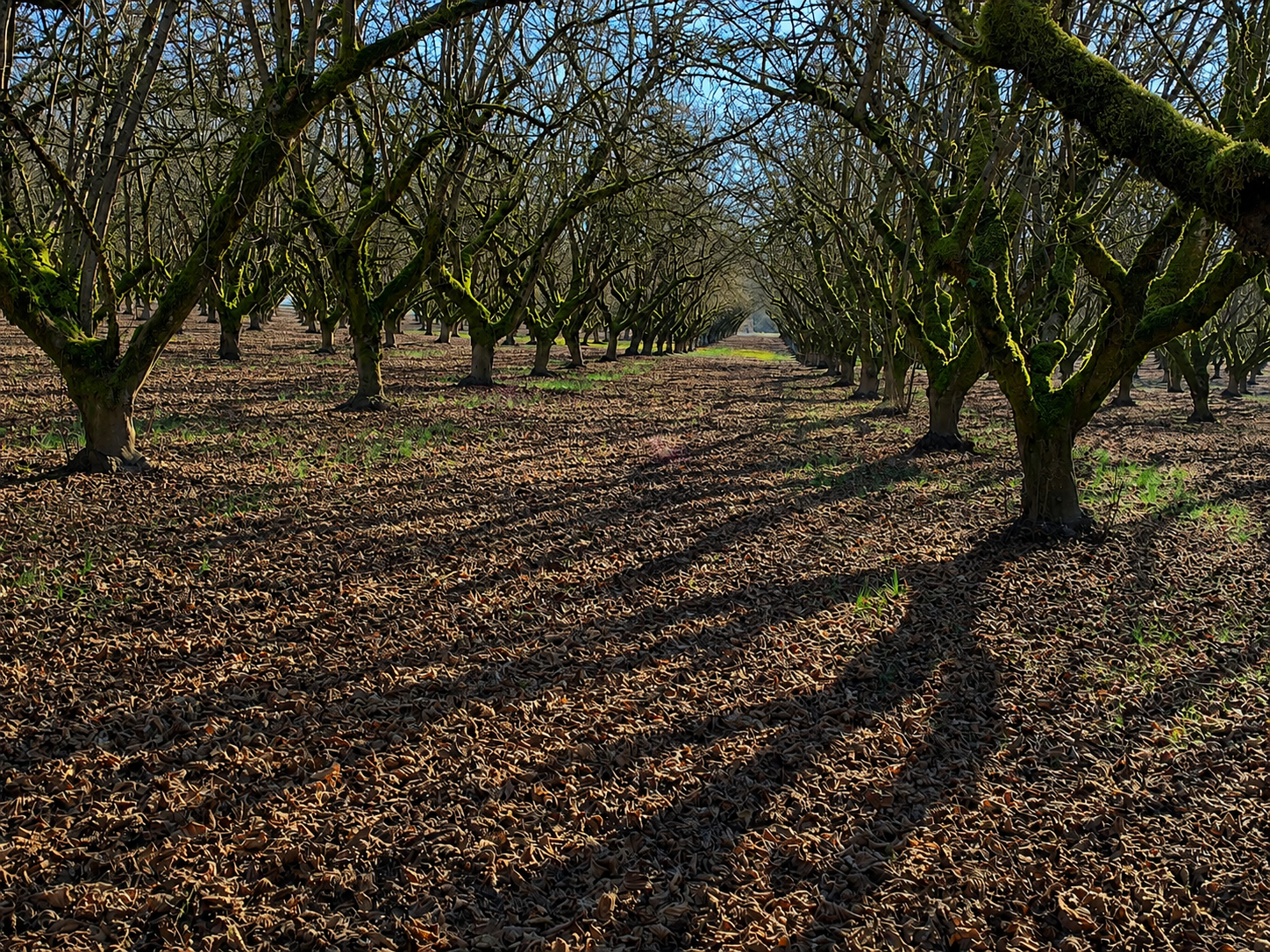 Hazelnut orchard in Oregon during the winter