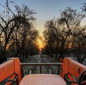 Hazelnut orchard pov in Oregon during winter morning