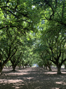 Hazelnut orchard in Oregon during full bloom